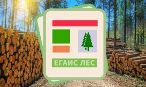 Подача отчетов об использовании лесов